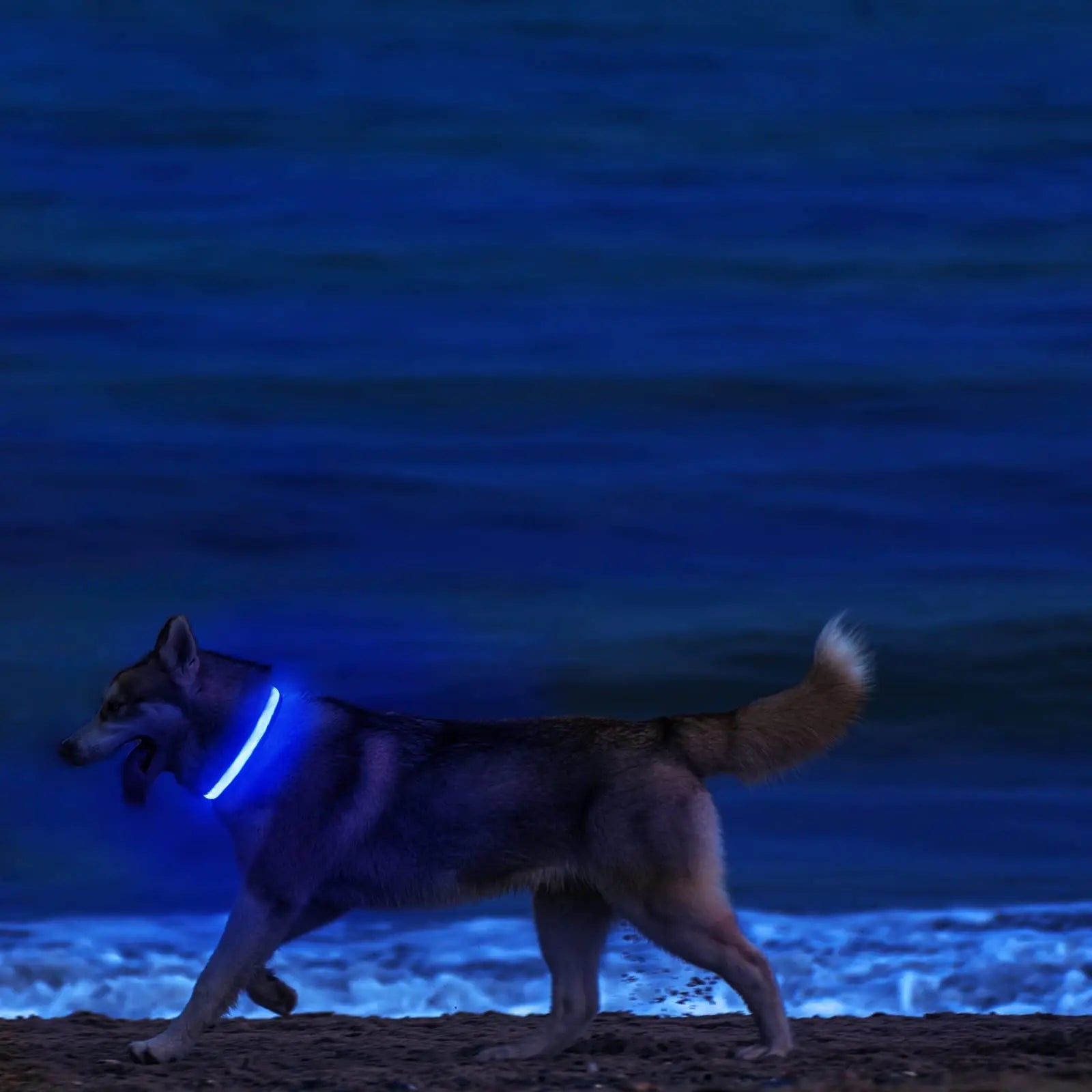 LumiPet USB Charging Dog Collar